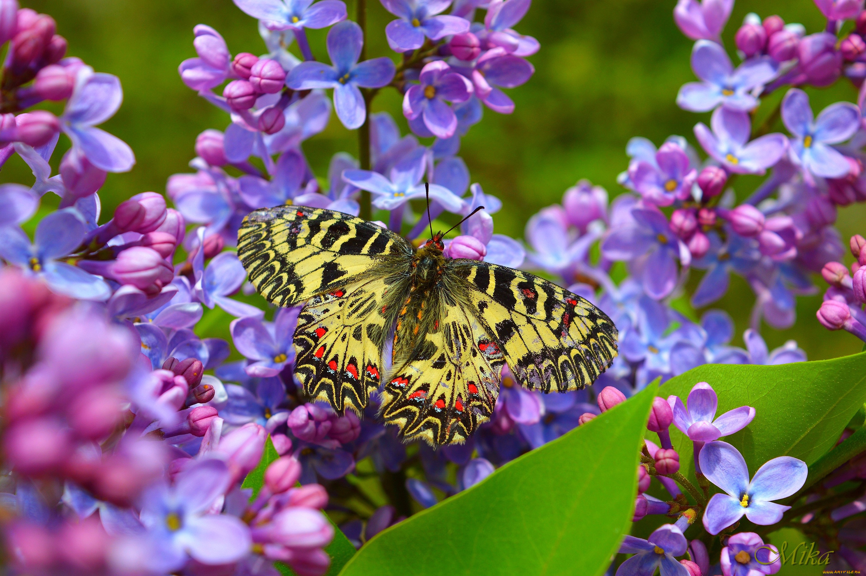 , ,  ,  , butterfly
